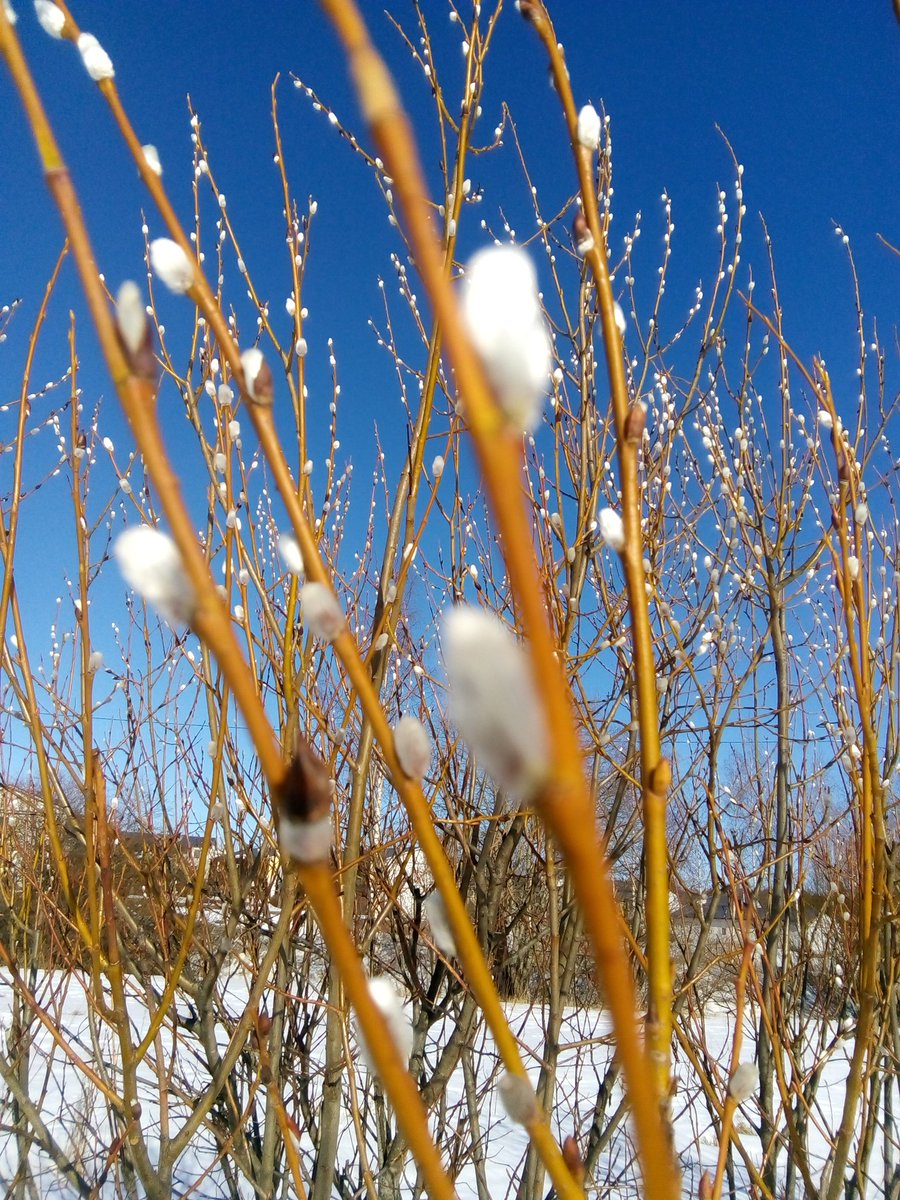 Hilkka Mikkola tweet media