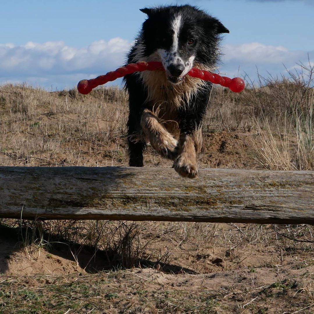 Captivating Canines tweet media