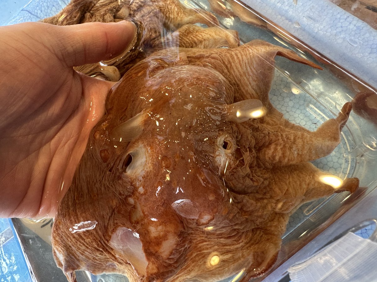 西野勇馬【深海魚ハンター】 tweet media