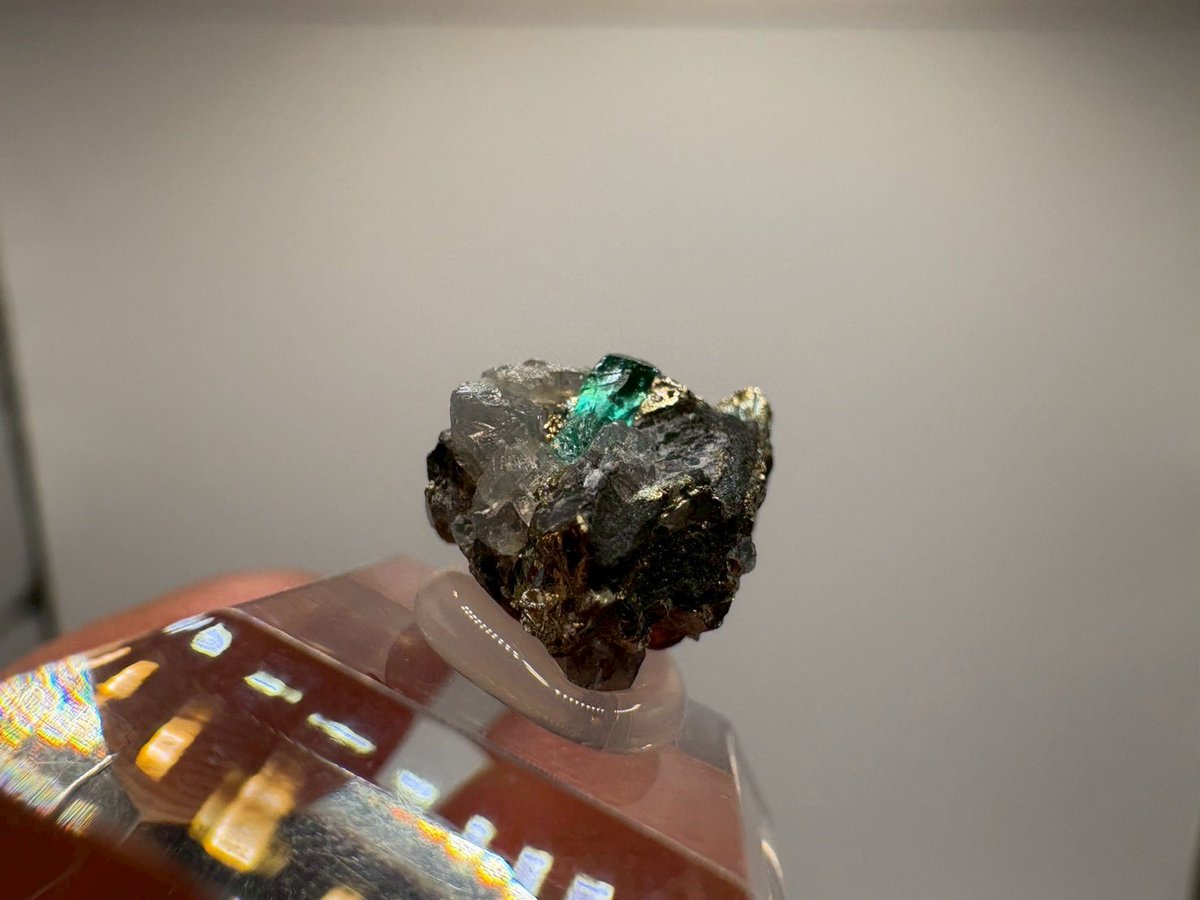 ポコモ🐍 tweet media