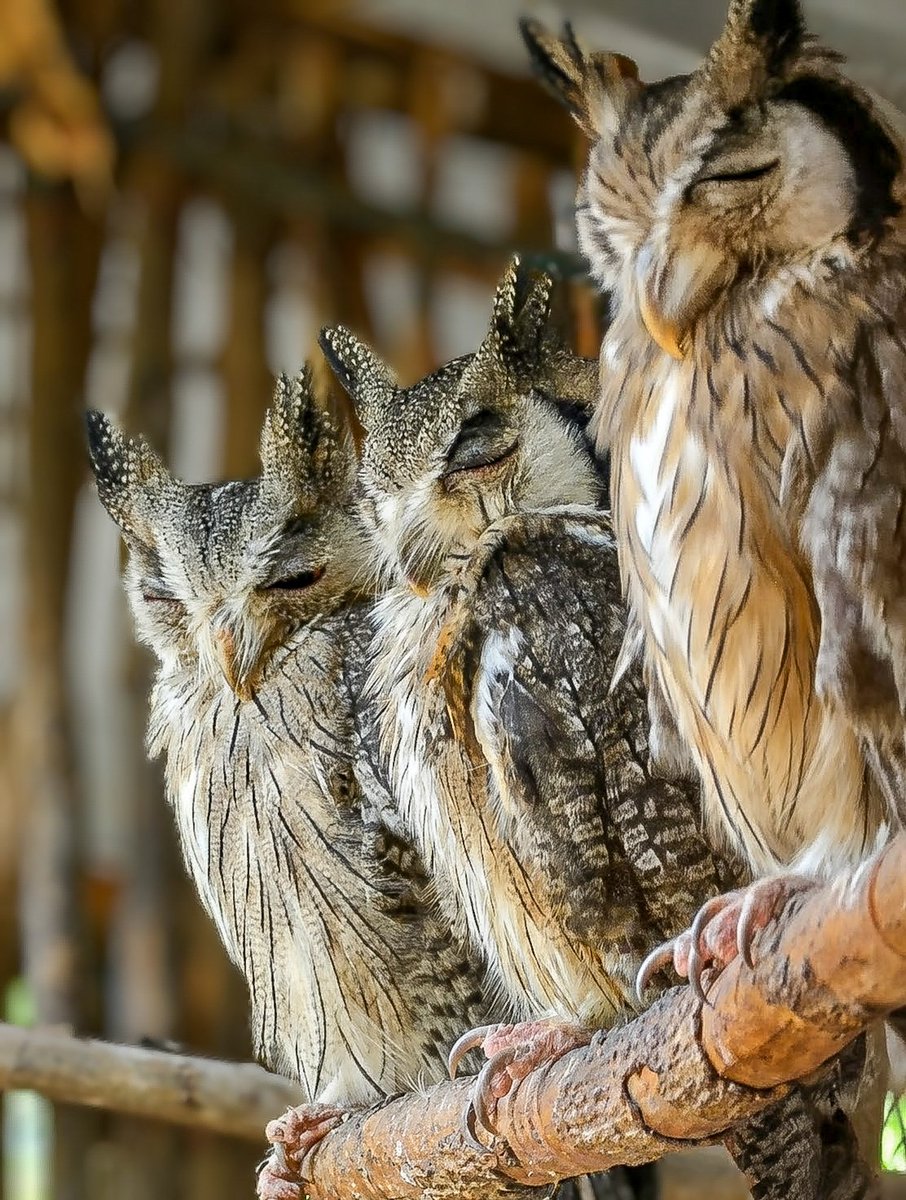 Birds Of Kenya 🇰🇪 tweet media