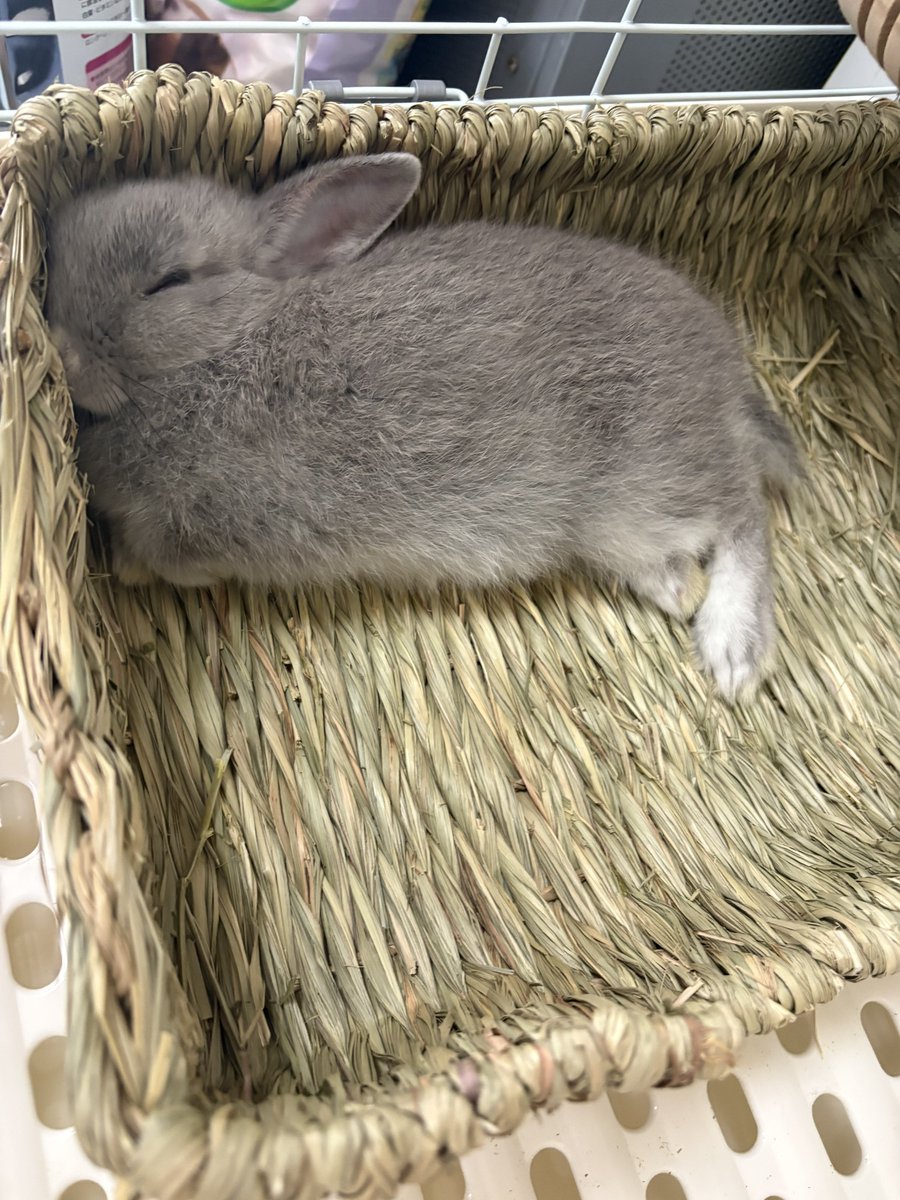 グレーのミニウサギパンちゃん tweet media