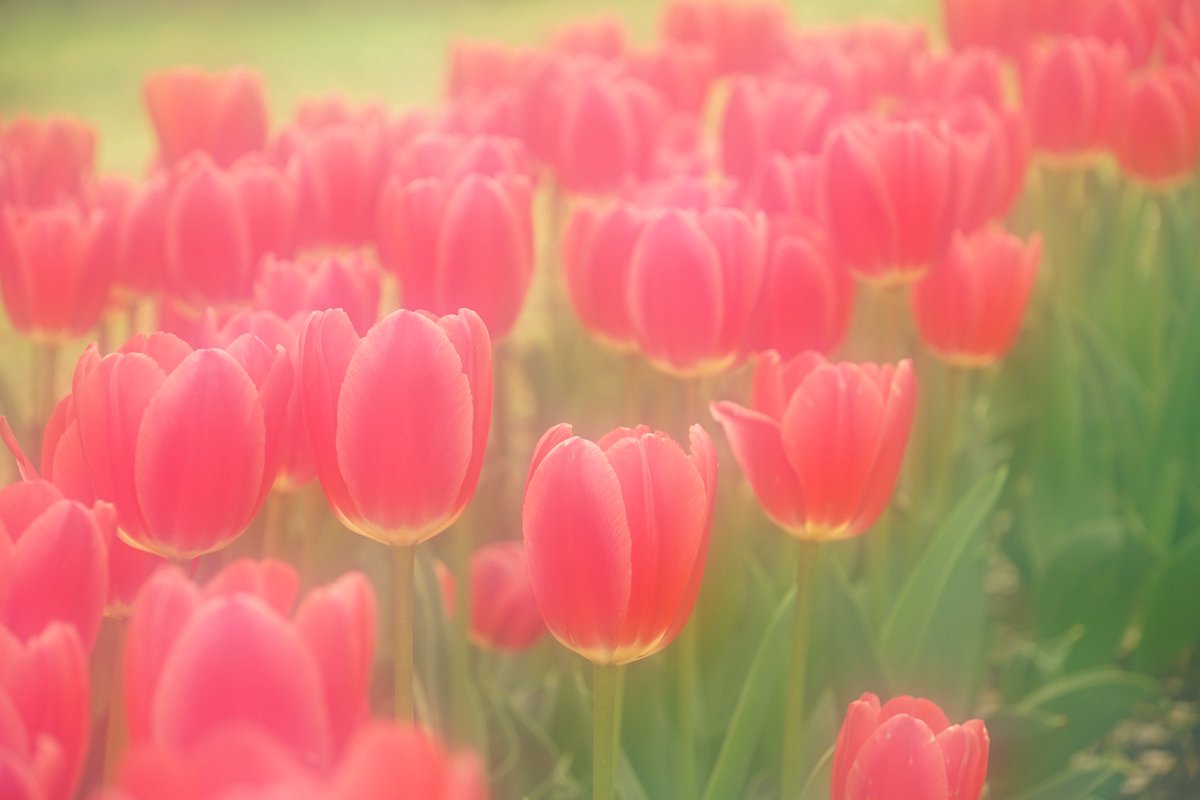 みょん tweet media