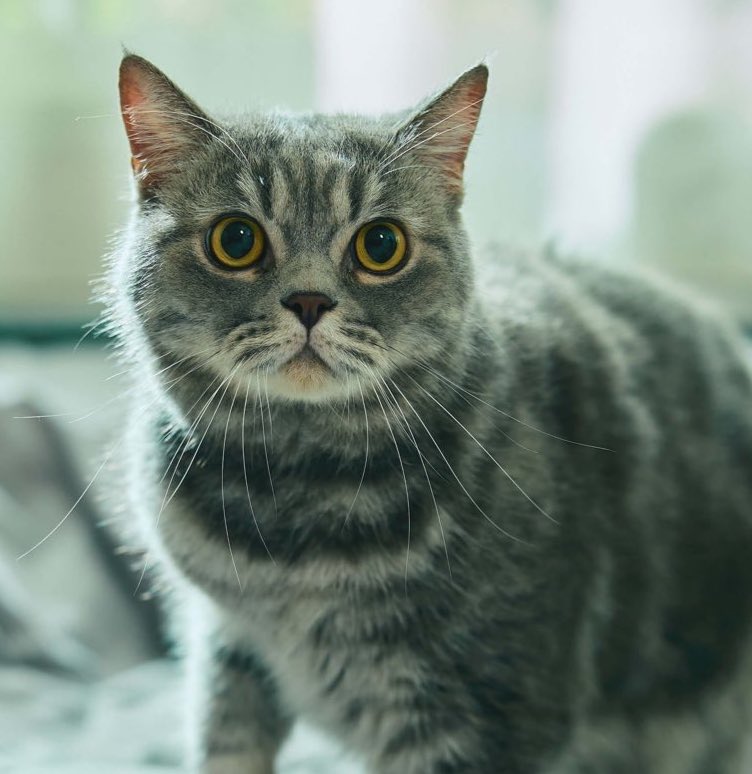 Sha 🐈🐈‍⬛ tweet media