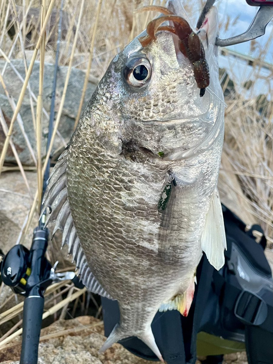 さんぐー tweet media