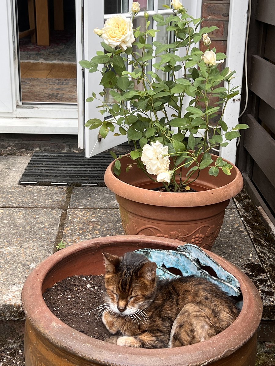 Paddy Briggs 🇪🇺 🇵🇸 🏳️‍🌈🇬🇱 🇪🇸 tweet media