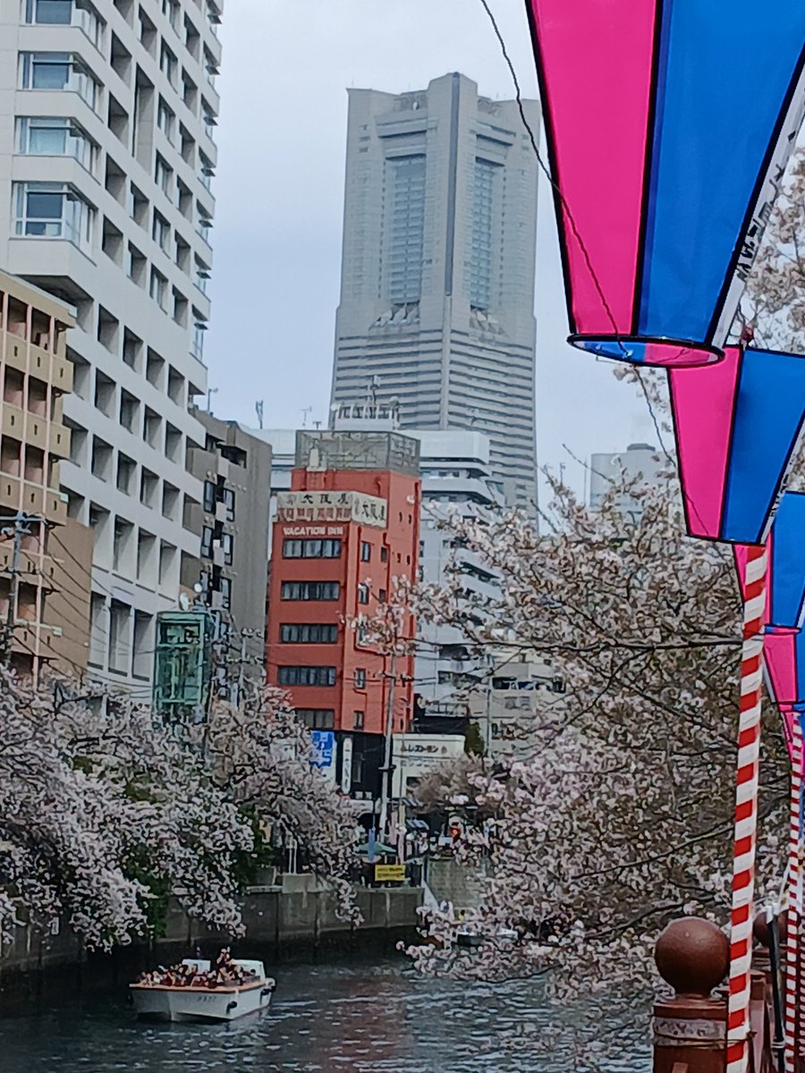 🌸今日の大岡川🌸
&amp;戸部の岩亀稲荷　気持ち良かったなー🚶‍♂️🚶‍♂️🚶‍♂️🚶‍♂️
#花見　#大岡川　#桜　#ジャンクカメラ　#NikonD70
