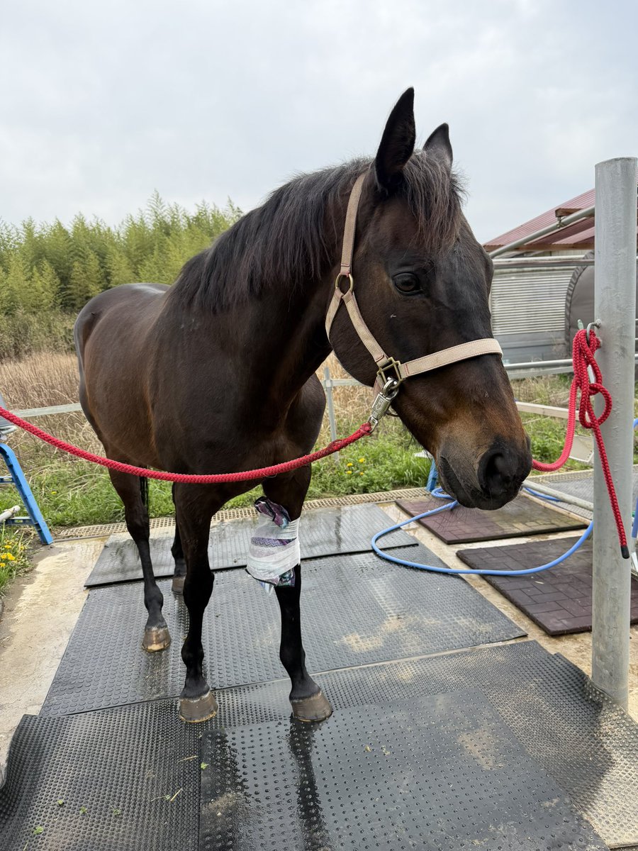 チビスケGO tweet media