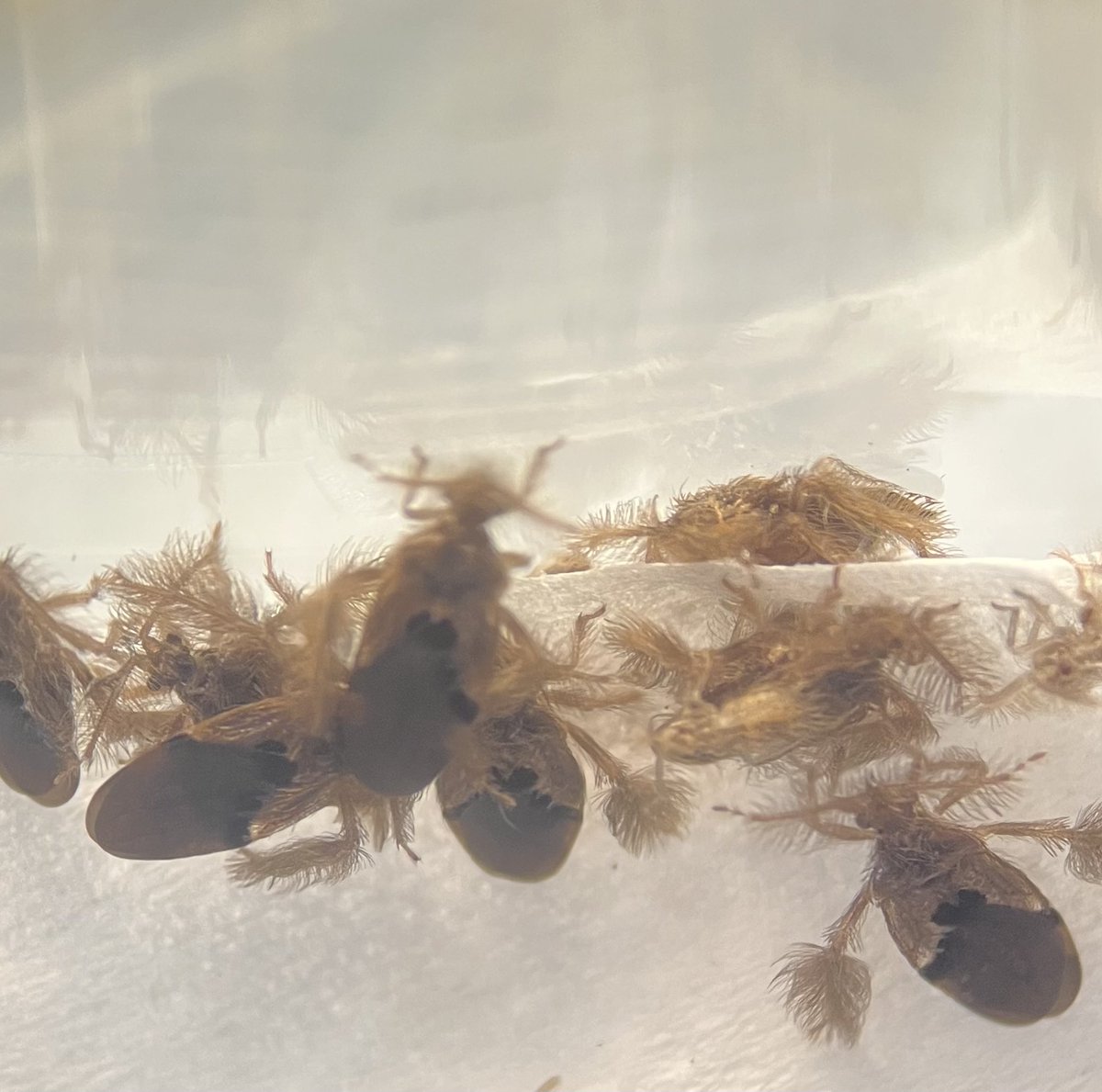 神尾大地 Daichi KAMIO tweet media