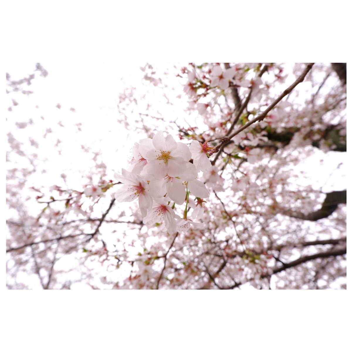 tartar0000's tweet photo. #XA5 https://t.co/kJKChqwccx