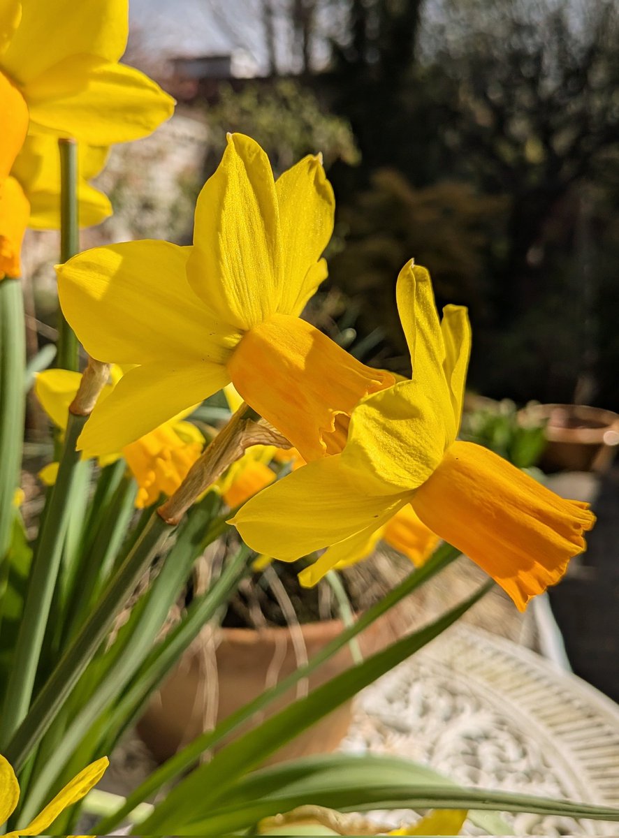 jonw67's tweet photo. Happy Easter! More colour from the garden this morning. https://t.co/tfUr1bGB0i