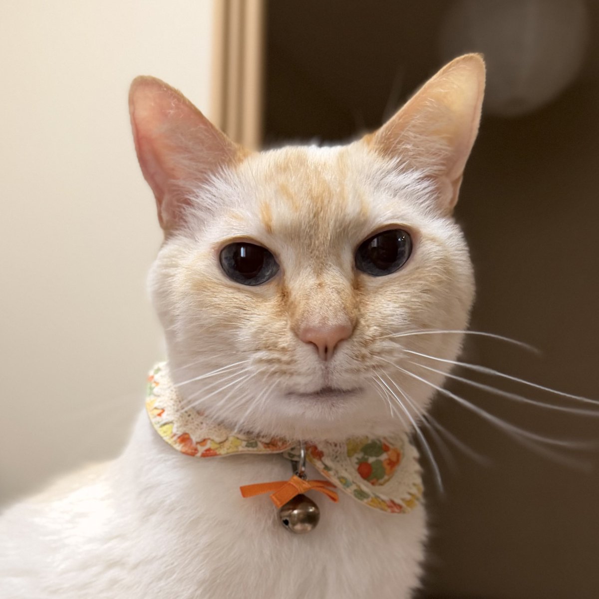 白玉ちゃん tweet media