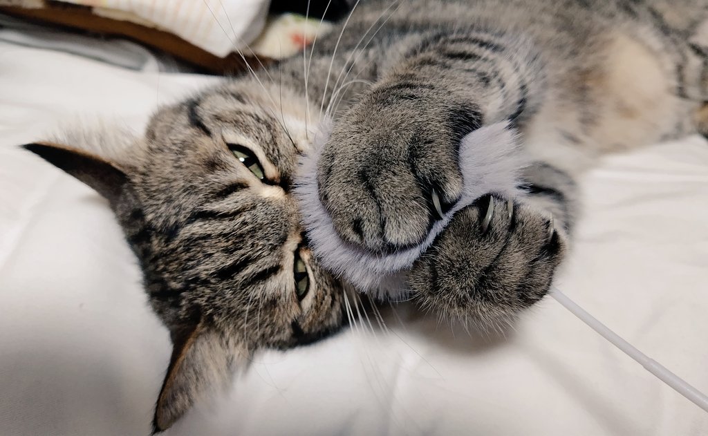 ゴロー🐾 tweet media