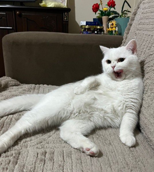 Masum Gözler tweet media