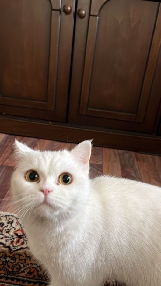 Masum Gözler tweet media