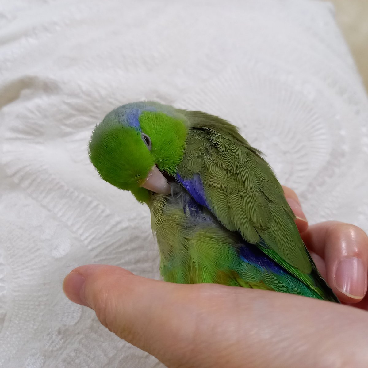 haruko🌳🌷 tweet media