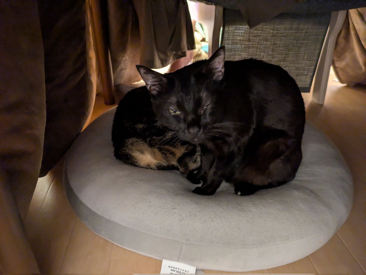 ビューラー tweet media