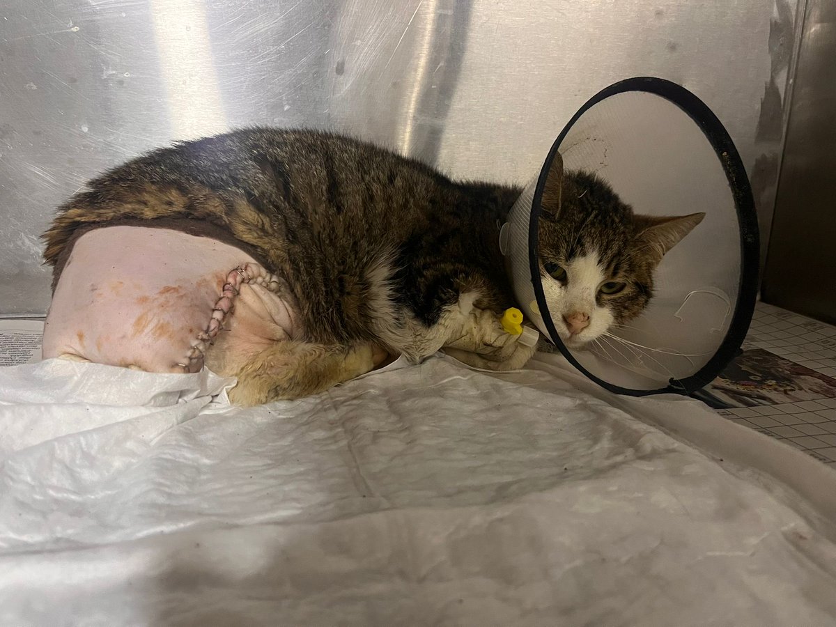 Bu çocuğun operasyonu gerçekleşti, acil yuva arıyoruz. Sokakta yapamaz. Istanbul <a href="/Badiko_/">Badiko</a> <a href="/patiarkadas/">Pati Arkadaş</a> <a href="/AnnoyedNevin/">Nevin</a> <a href="/nesliko/">Neslihan</a> <a href="/minkominkom/">Murat K.</a> <a href="/bendogurdum/">🪼Denizanası 🪼</a> <a href="/bellavesimba/">🐶 Bella&Simba 🦁</a> <a href="/FYumos/">Beylikdüzü Arazi Canları</a> <a href="/goddogii/">Asena</a> <a href="/melothepit/">M E L O & Kedy Kardeşleri</a> <a href="/MTurkan14627/">Müşfik & Veysel & Türkan</a>