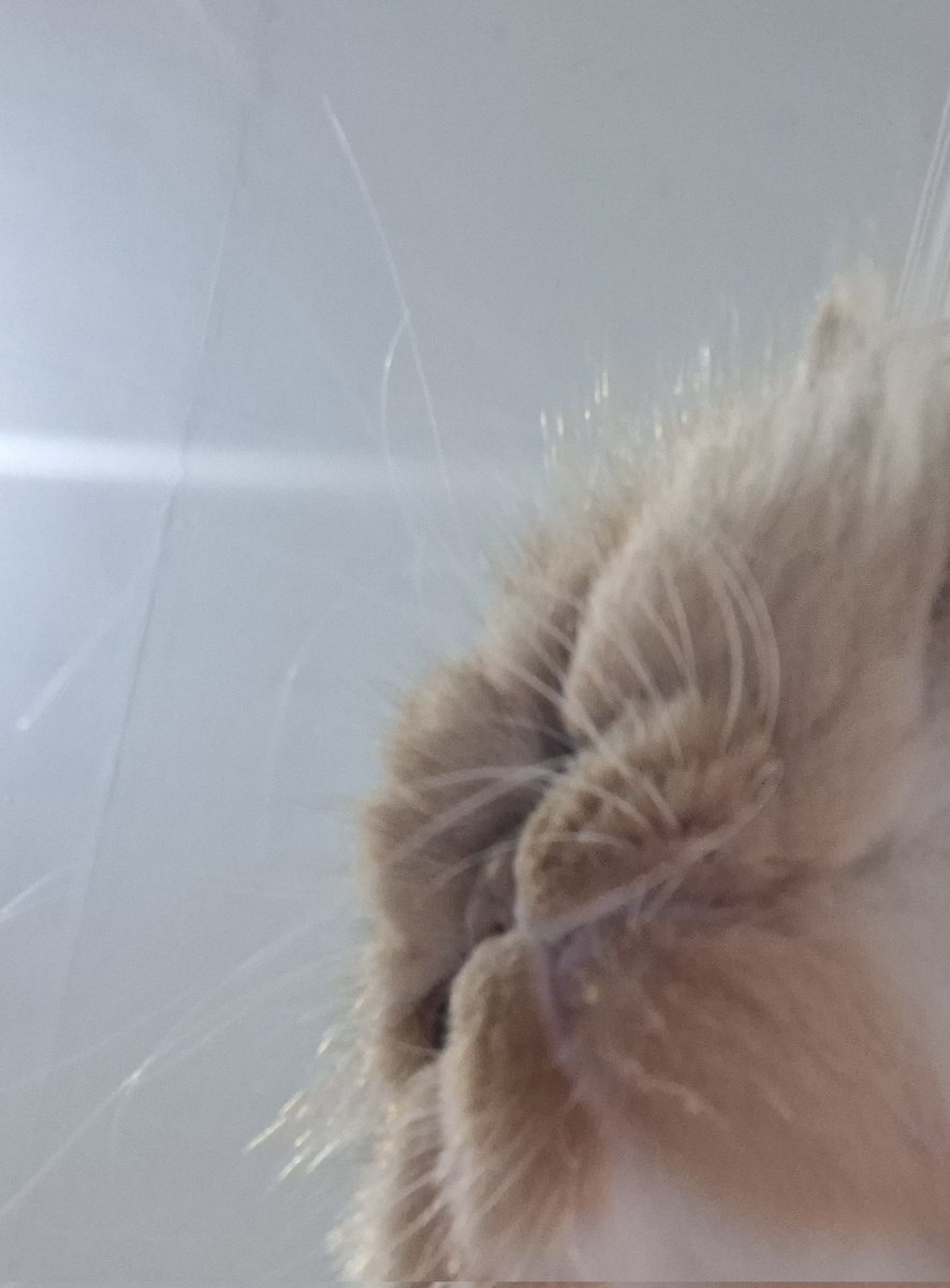 dd moyn😗😠nattaca👻🐴 tweet media