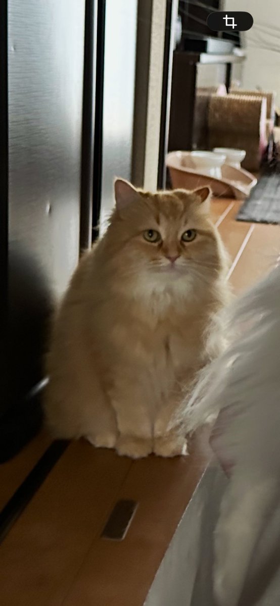 ネコランド tweet media