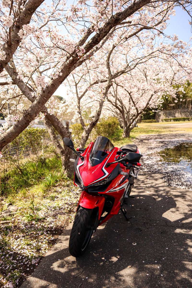 k_______15y's tweet photo. 今日1番嬉しかったことは、バイクと桜一緒に撮れたことで、
今日1番悲しかったことは、1年ぶりに着たレザージャケットが太ったせいでギチギチで、あともうちょっと!のところでチャックが閉まらず着れなかったこと🥲 https://t.co/zDU03Vu5eD