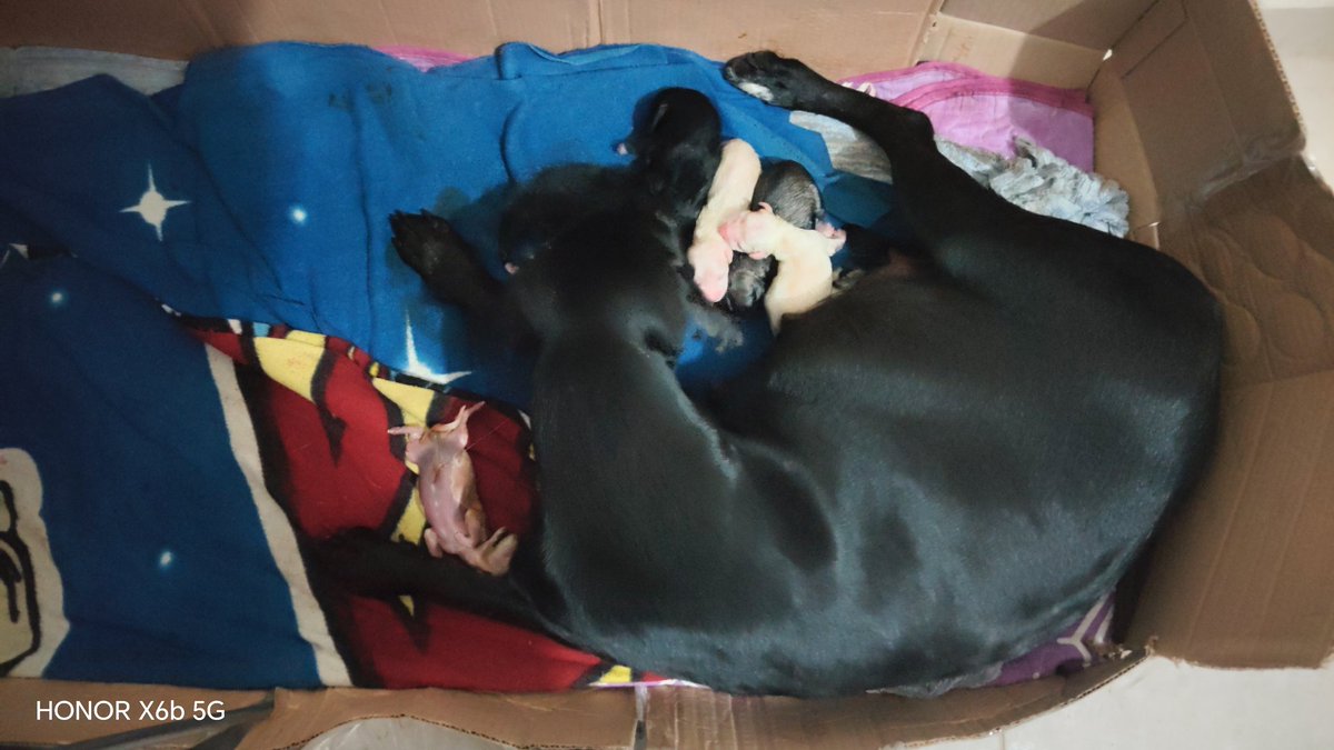 cyrano710's tweet photo. Pronto estaremos dando cachorros en adopción, en cuando cumplan su tiempo con su mamá y estén listos https://t.co/giWSZ16whW