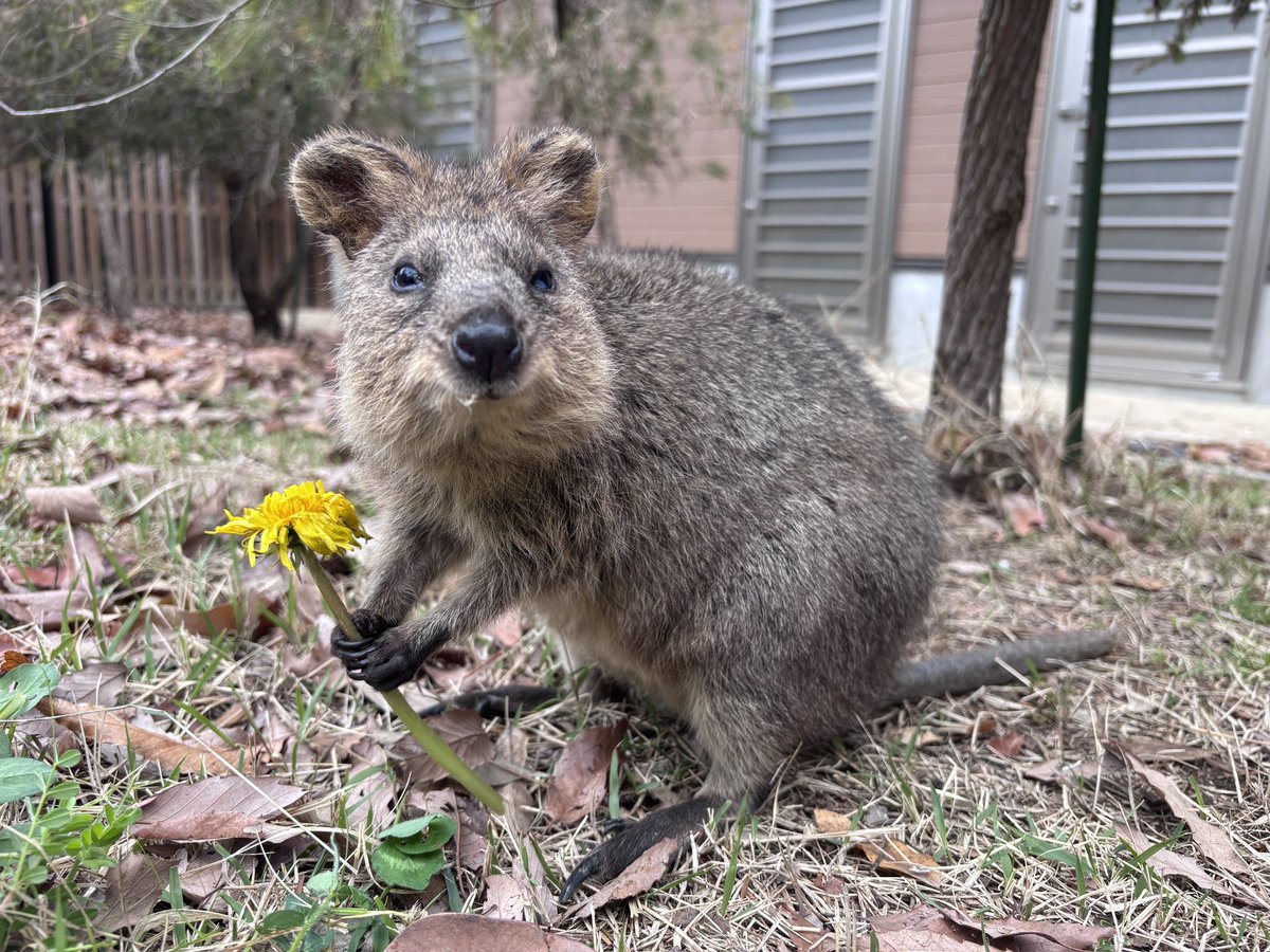 埼玉県こども動物自然公園【公式】🐨 tweet media