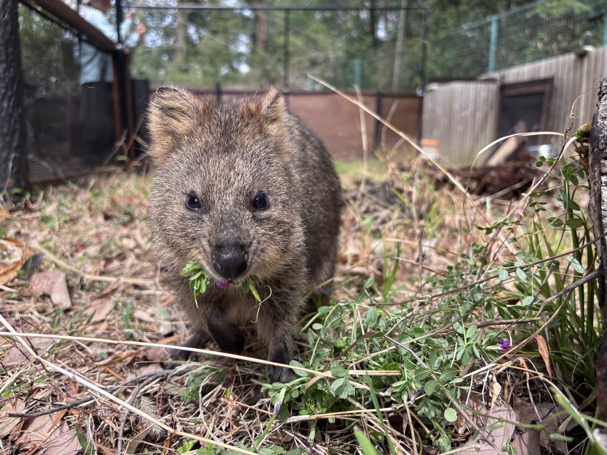 埼玉県こども動物自然公園【公式】🐨 tweet media