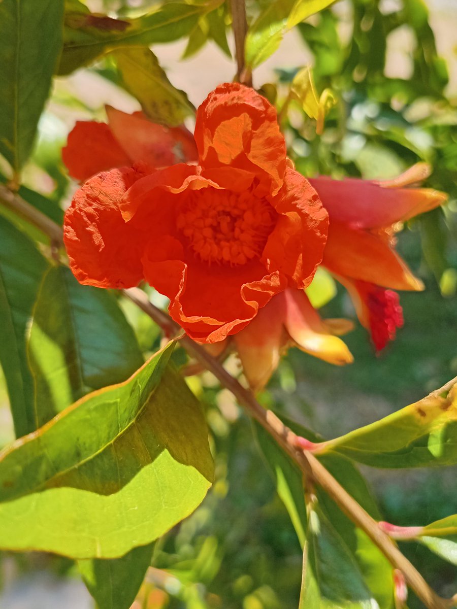 marcos sanchez valencia🇲🇽🇲🇽 tweet media