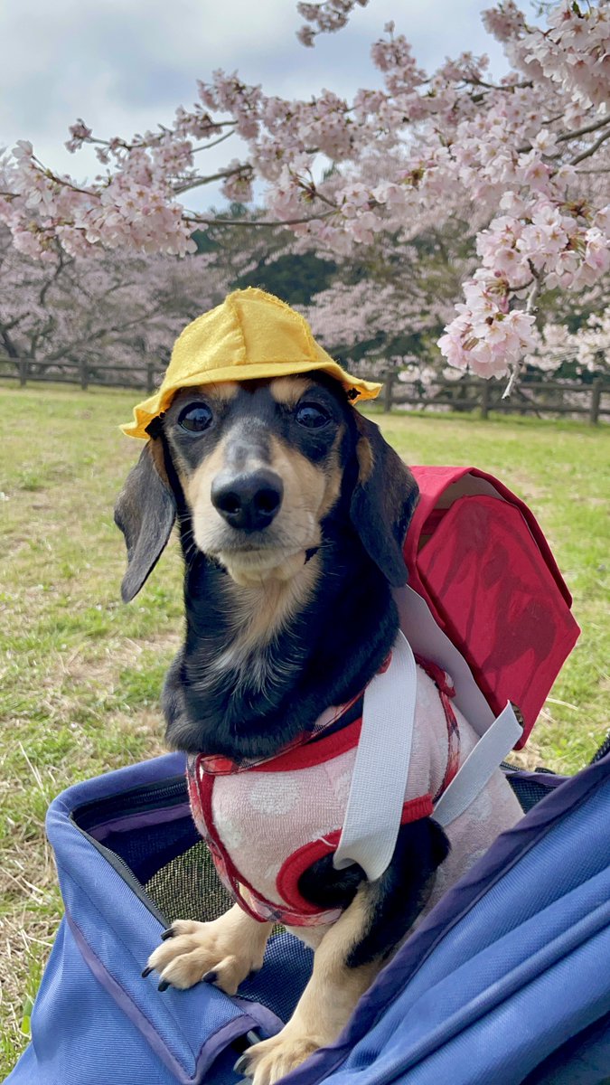 Alice_Chocolat tweet media