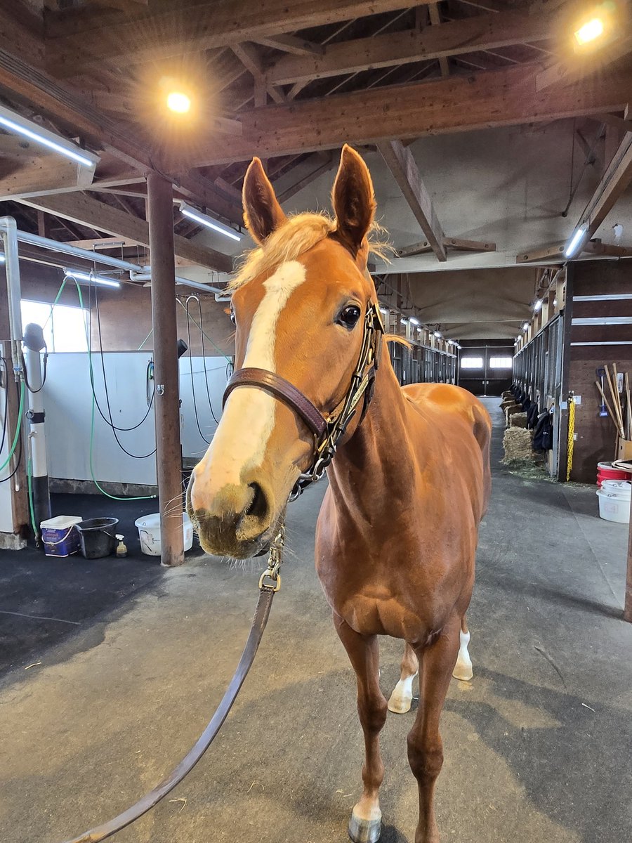 渡り鳥(とり。) tweet media