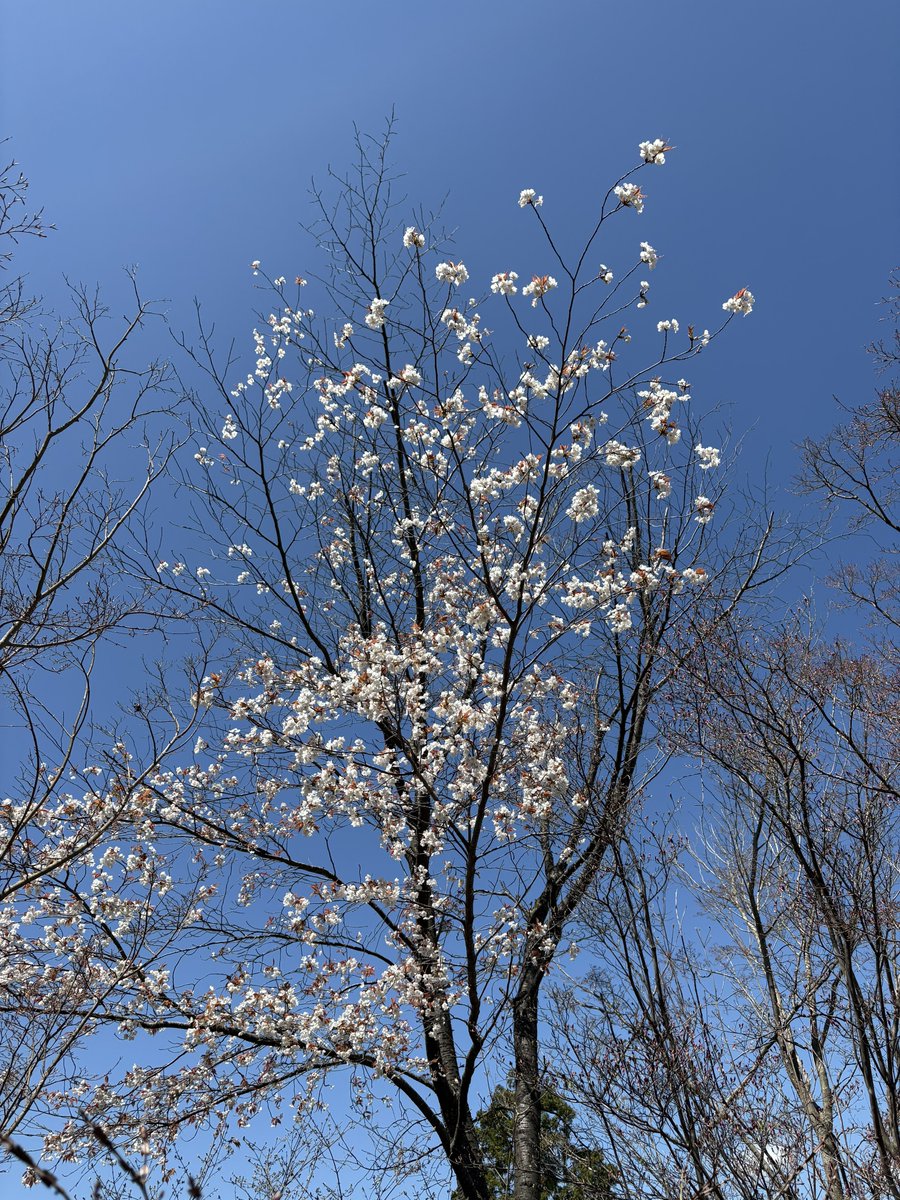 カナカ tweet media