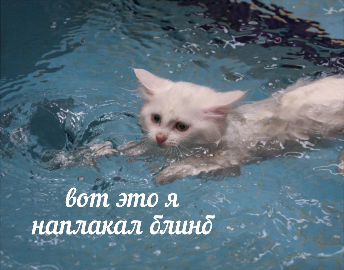 Caeruleum tweet media