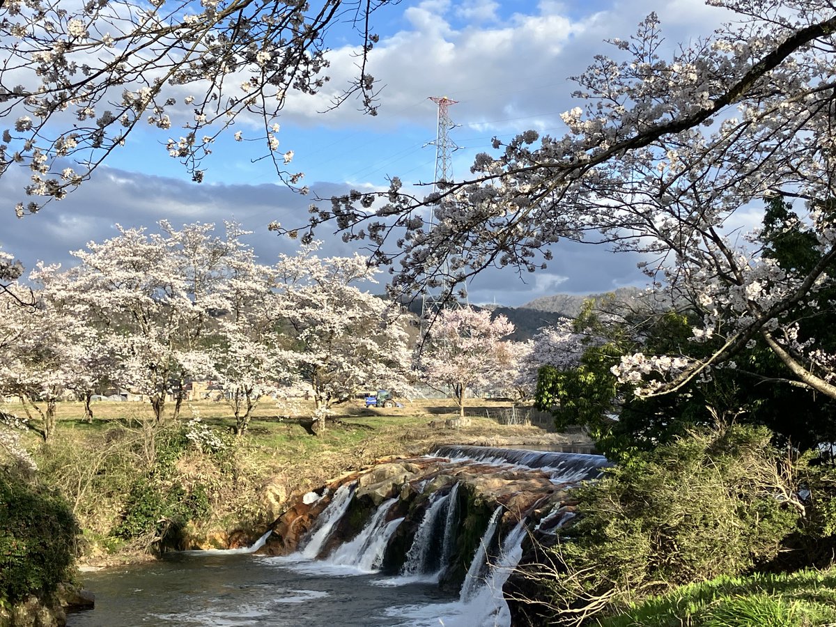 yamazaksv2's tweet photo. #尾小屋地下測定室 にも春がやってきました。トンネルの入口付近も花が咲き始めています。
途中にある布橋の十二ヵ滝もほぼ満開で、花見にもたくさん来ていました。
偶然卒業生にも会い、お互いに「何故こんなところに?」と言って笑ってしまいました。
#金沢大学環日本海域環境センター
#LLRL https://t.co/0IDPysQfOJ