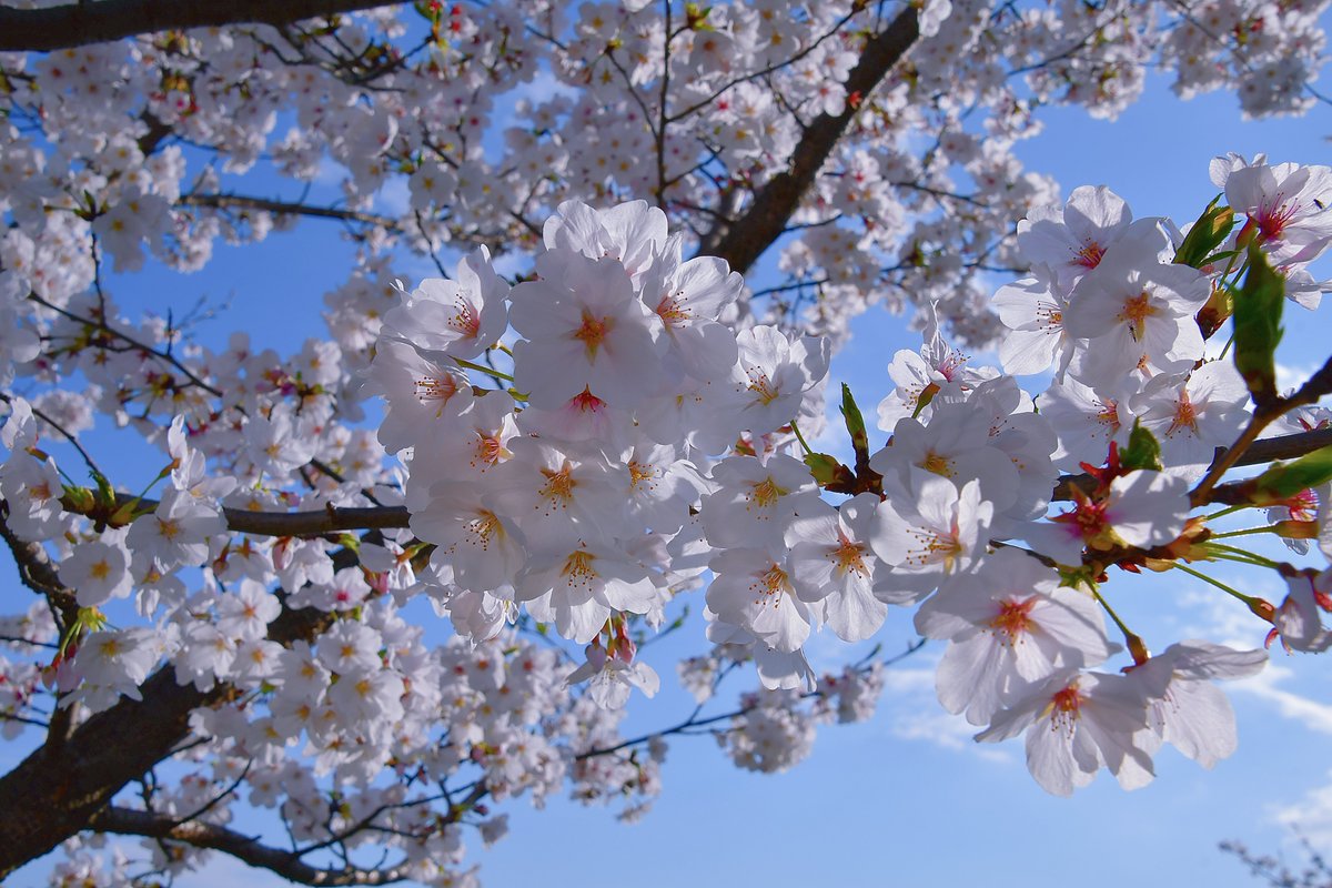 ニャチャン tweet media