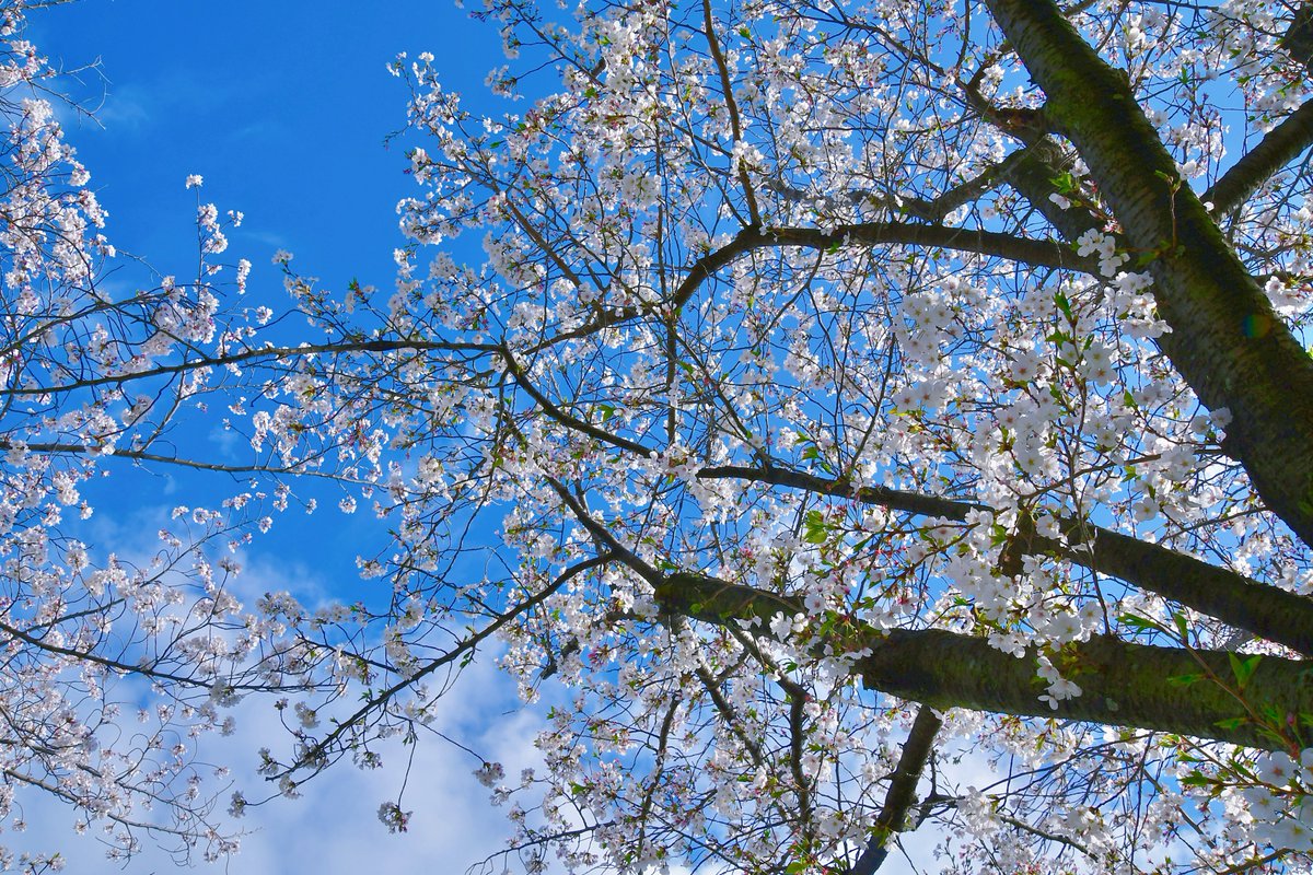 ニャチャン tweet media