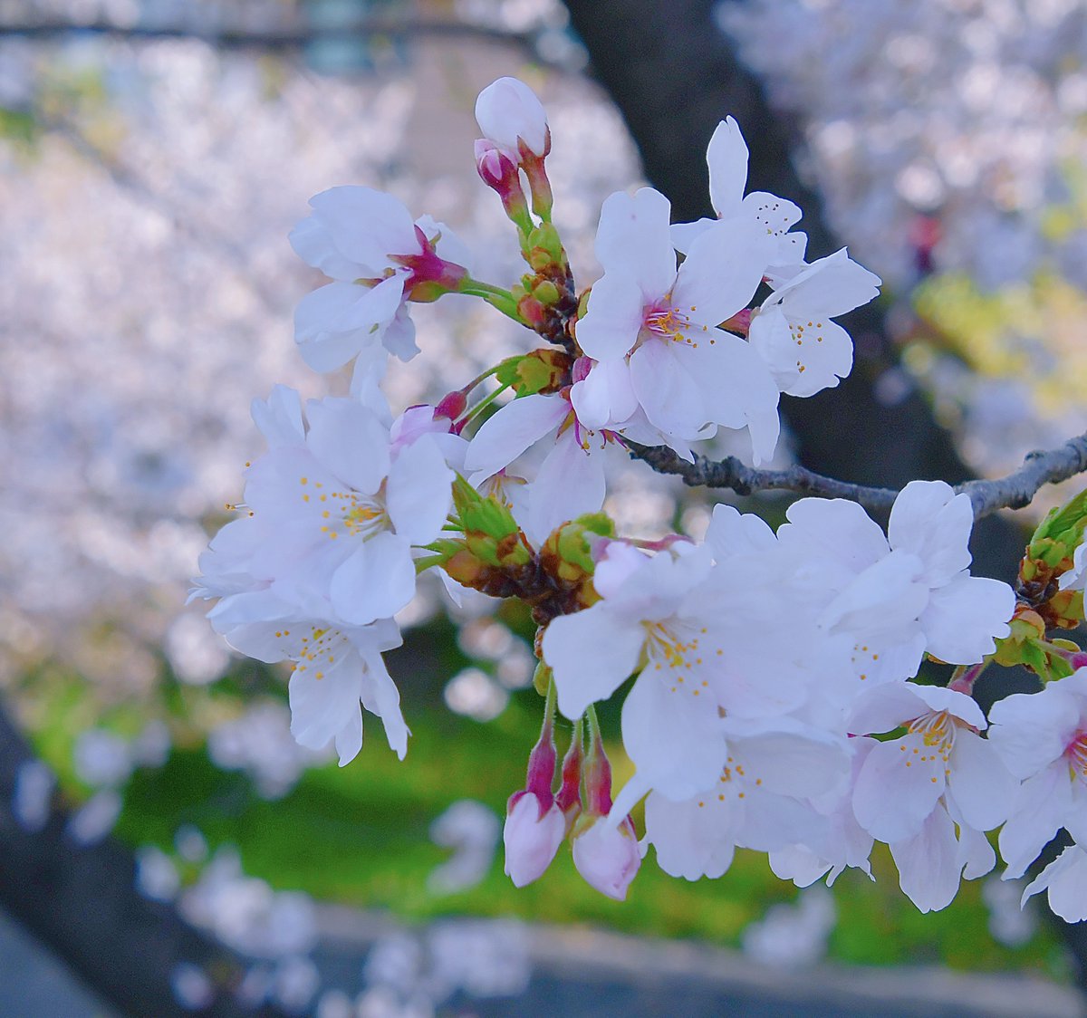 ニャチャン tweet media