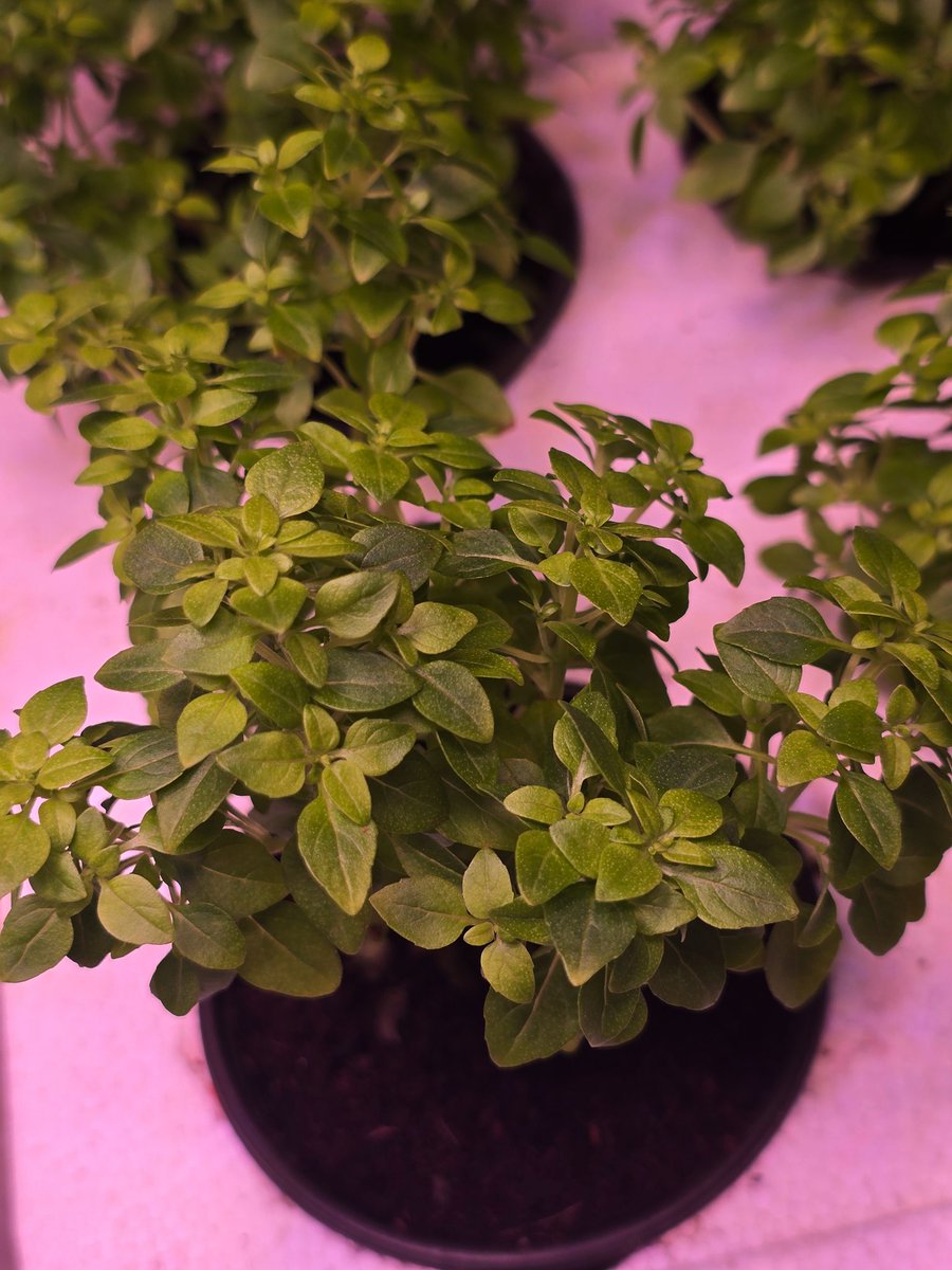 Mugi 🐢🐍玄무기 | VTuber Trainee tweet media