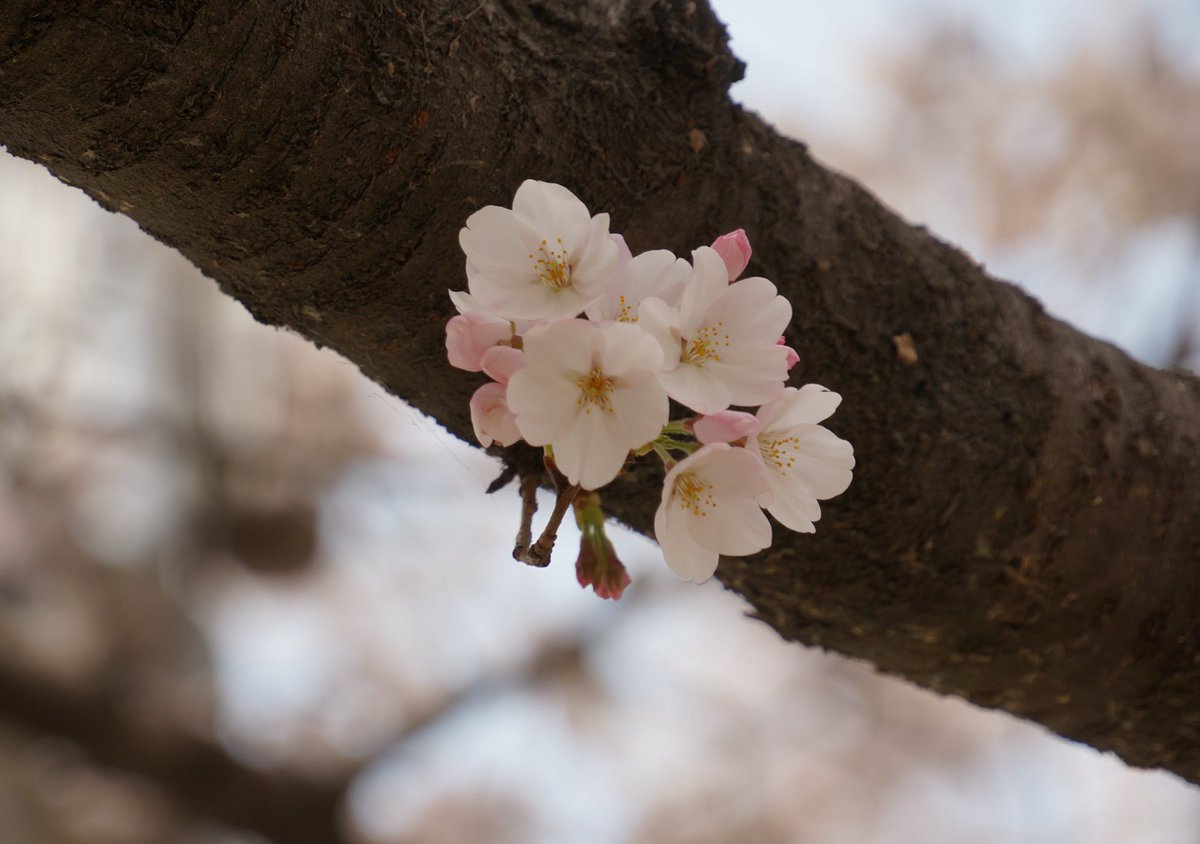 트윅스 tweet media