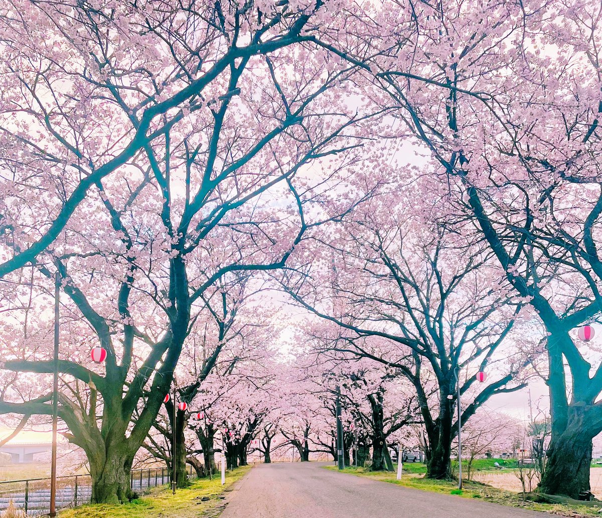 アイリス🗽 tweet media