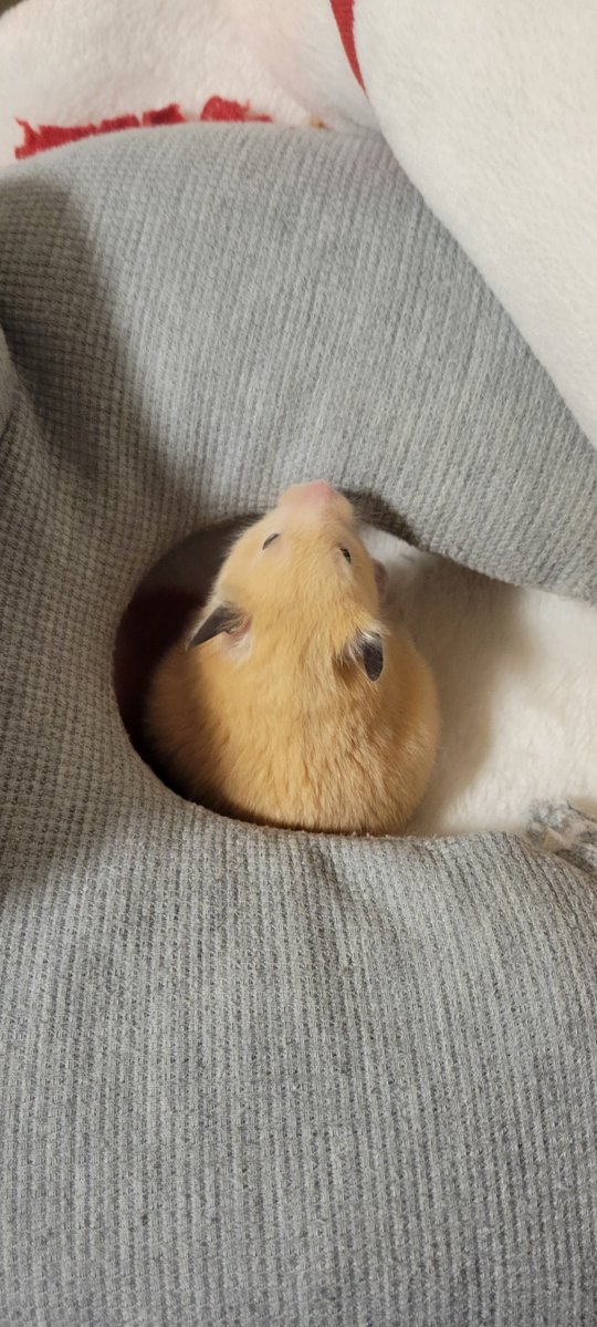 𝕙𝕒𝕞𝕒𝕛𝕚【🐹金太郎🐹あんず】 tweet media