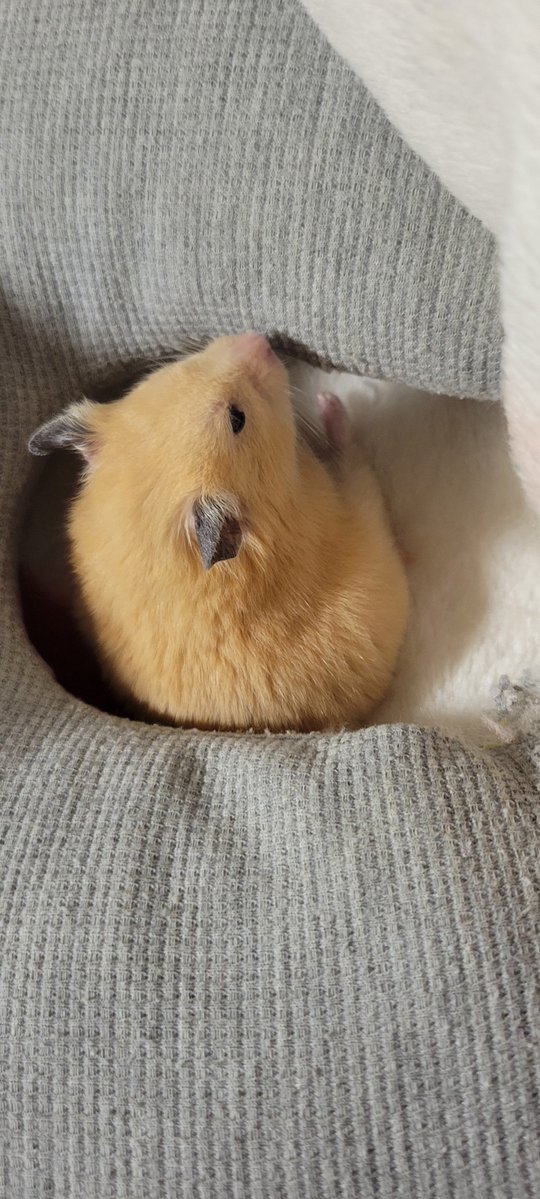 𝕙𝕒𝕞𝕒𝕛𝕚【🐹金太郎🐹あんず】 tweet media