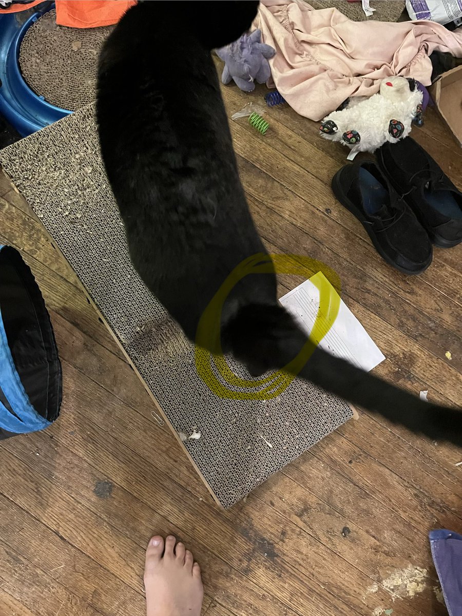 Moysha & Moysha Sons tweet media