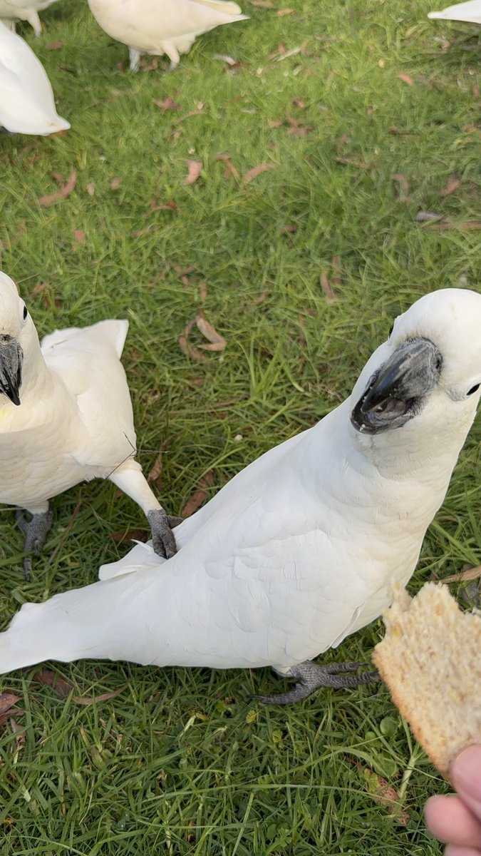 菠菜菠菜｜bocaibocai tweet media