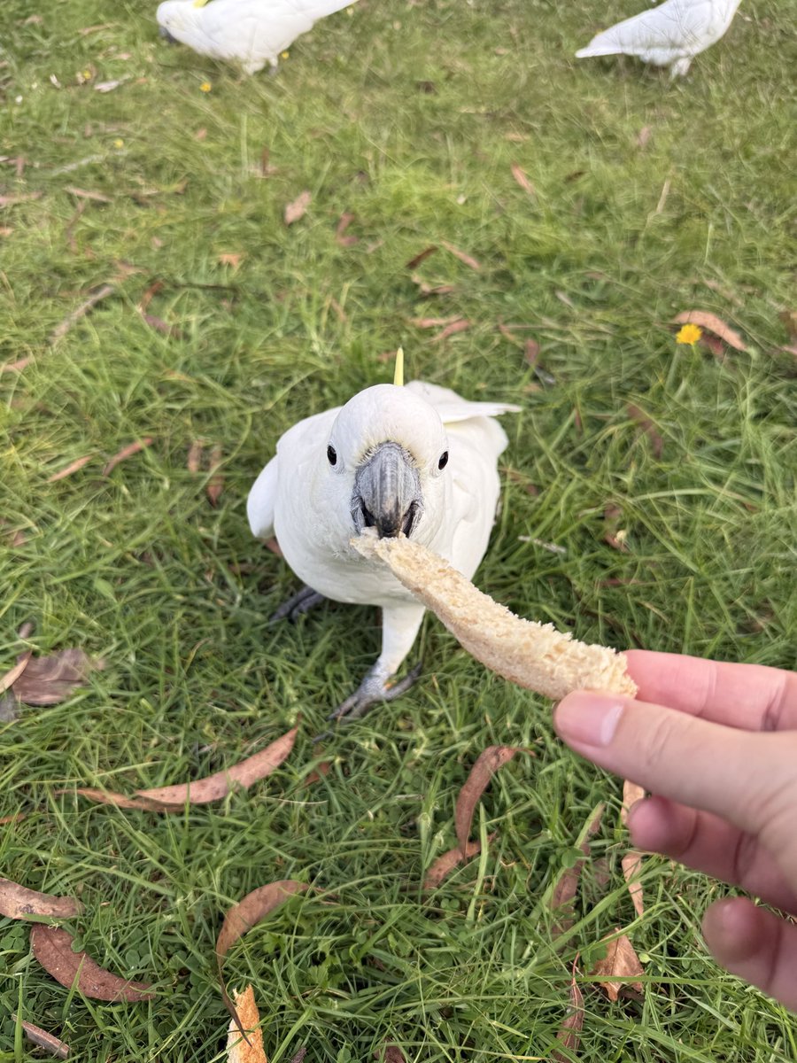 菠菜菠菜｜bocaibocai tweet media