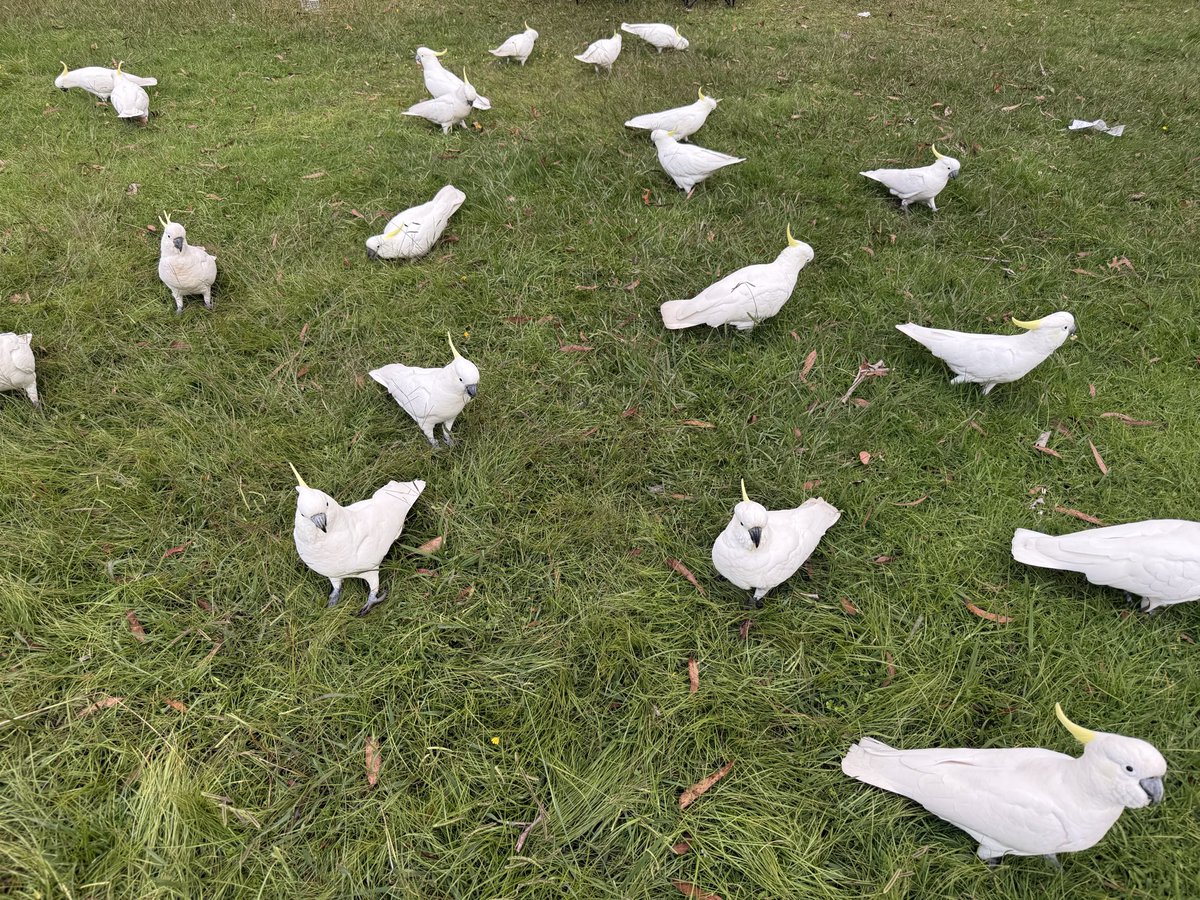 菠菜菠菜｜bocaibocai tweet media