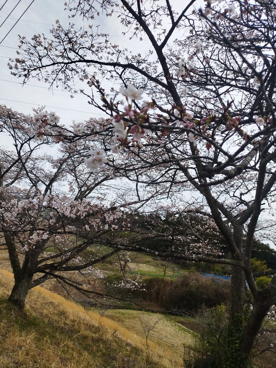 ji7eri's tweet photo. 今年も桜が見れた、良かったなぁ https://t.co/hi6G8LkZ4a