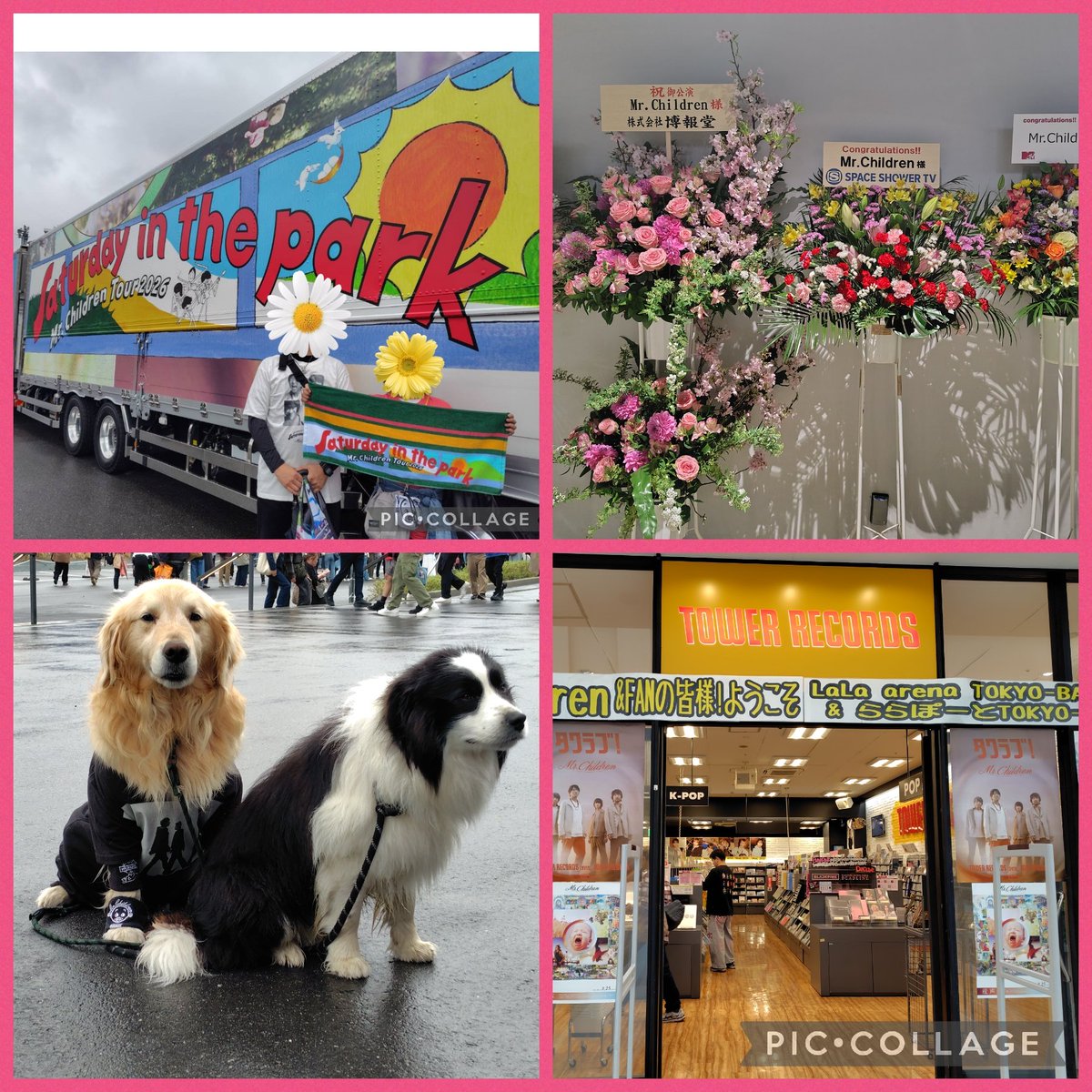 simple_chillife's tweet image. 歌い終わり一瞬しゃがみこむ桜井さん
始めてみた
可愛かったな💘

昨日のセトリを作って
それを聴きながら
昨日のライブの光景を
一つ一つ丁寧に思い出してる
ライブをじっくり噛み締めなきゃ😌

＃Mr.Children
＃SaturdayinthePark
＃ららアリーナ初日
＃ワンちゃん可愛かった