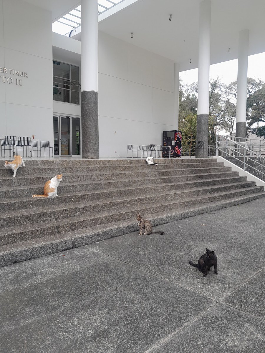salsmore's tweet photo. dinasti kucing itb https://t.co/V42u7fTBWM