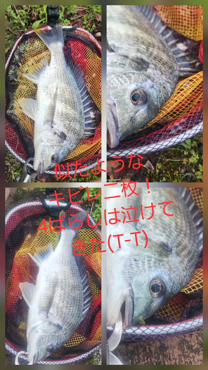 ツヨっさん tweet media